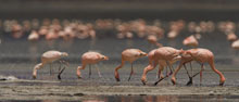 lesser_flamingos_lowres