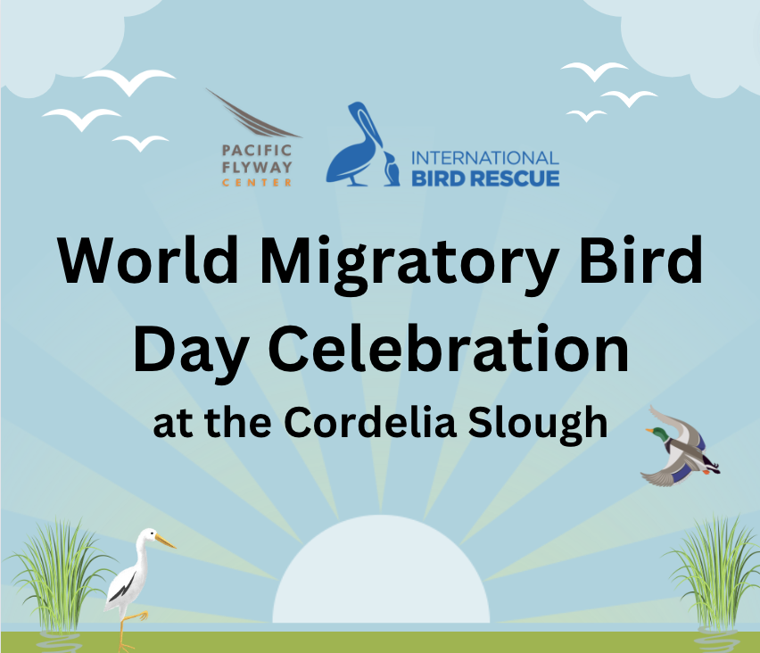 World Migratory Bird Day Celebration | World Migratory Bird Day