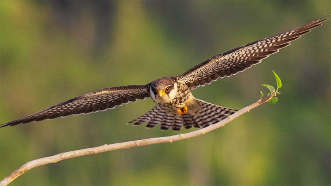 Amur Falcon (Falco amurensis) in flight, one of the flagship species on the World Migratory Bird Day 2024 Poster © Canva.com 